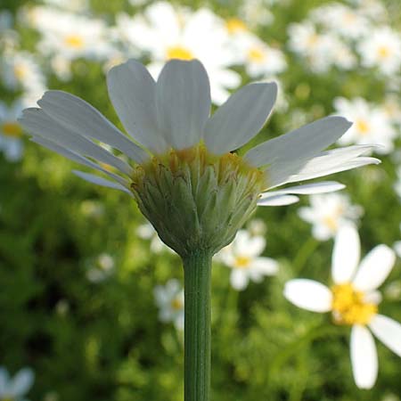 Anacyclus pyrethrum \ Mehrj�hriger Bertram, R�mischer Bertram / Flattened Alexander's Foot, D Sachsen-Anhalt, Kloster Jerichow 22.9.2020