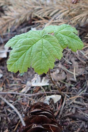 Acer pseudoplatanus \ Berg-Ahorn / Sycamore Maple, D Wald-Michelbach 25.4.2021