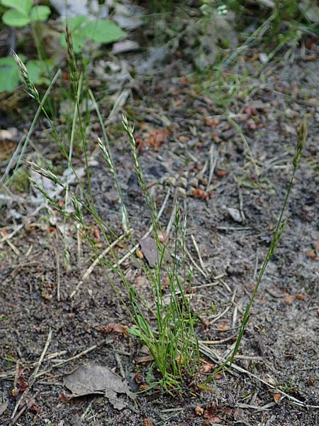 Aira praecox \ Fr&uuml;he Haferschmiele / Small Hair-Grass, Early Hair-Grass, D Mannheim 11.6.2021