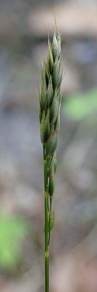 Aira praecox \ Fr&uuml;he Haferschmiele / Small Hair-Grass, Early Hair-Grass, D Mannheim 11.6.2021