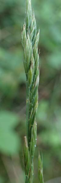 Aira praecox \ Fr&uuml;he Haferschmiele / Small Hair-Grass, Early Hair-Grass, D Mannheim 11.6.2021