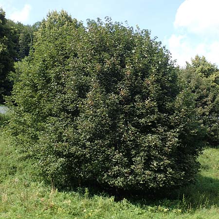 Acer pseudoplatanus \ Berg-Ahorn / Sycamore Maple, D Wald-Michelbach 21.8.2021