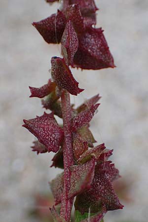 Atriplex prostrata \ Spie&szlig;-Melde, Spie&szlig;bl&auml;ttrige Melde / Spear-Leaved Orache, D Hohwacht 13.9.2021
