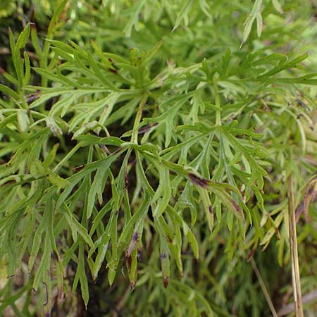 Artemisia pontica ? \ Pontischer Beifu�, R�mischer Wermut / Roman Wormwood, D Freiburg-Tiengen 5.10.2021
