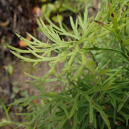 Artemisia pontica ? \ Pontischer Beifu�, R�mischer Wermut / Roman Wormwood, D Freiburg-Tiengen 5.10.2021