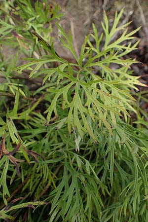 Artemisia pontica ? \ Pontischer Beifu�, R�mischer Wermut / Roman Wormwood, D Freiburg-Tiengen 5.10.2021