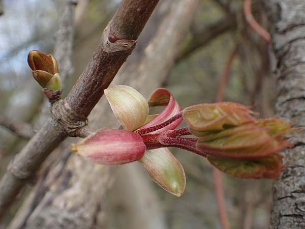 Acer platanoides \ Spitz-Ahorn / Norway Maple, D Hainstadt 8.4.2023