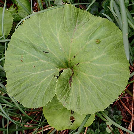 Petasites japonicus \ Asiatische Pestwurz, Japanische Pestwurz / Japanese Butterbur, D Bochum 16.4.2023