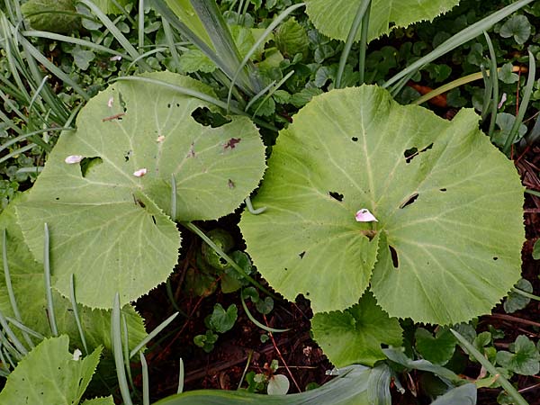 Petasites japonicus \ Asiatische Pestwurz, Japanische Pestwurz / Japanese Butterbur, D Bochum 16.4.2023