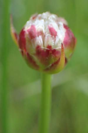 Armeria arenaria \ Wegerichbl�ttrige Grasnelke / Jersey Thrift, D  20.5.2023