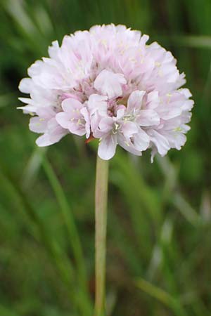 Armeria arenaria \ Wegerichbl�ttrige Grasnelke / Jersey Thrift, D  20.5.2023