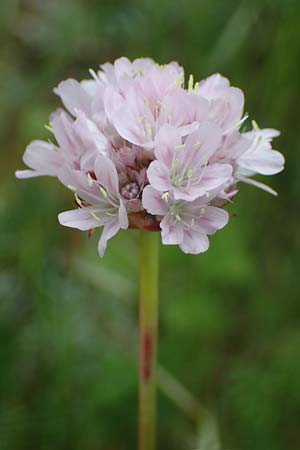 Armeria arenaria \ Wegerichbl�ttrige Grasnelke / Jersey Thrift, D  20.5.2023