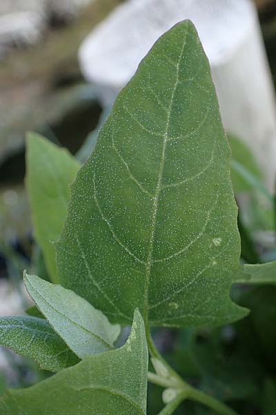 Atriplex prostrata \ Spie&szlig;-Melde, Spie&szlig;bl&auml;ttrige Melde / Spear-Leaved Orache, D Th&uuml;ringen, Artern 13.6.2023