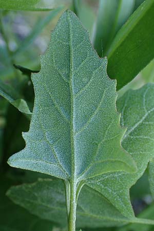 Atriplex prostrata, Spie&szlig;-Melde, Spie&szlig;bl&auml;ttrige Melde