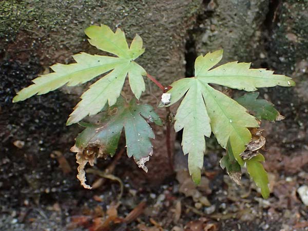 Acer palmatum \ F&auml;cher-Ahorn / Japanese Maple, D Mannheim 9.9.2024