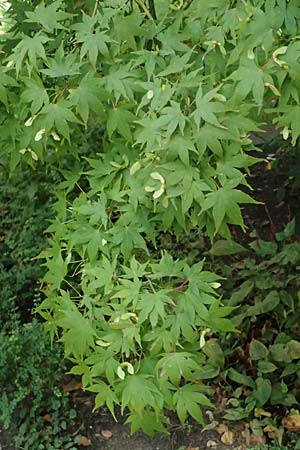 Acer palmatum \ F&auml;cher-Ahorn / Japanese Maple, D Mannheim 9.9.2024