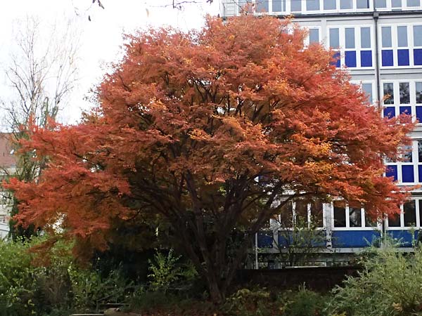 Acer palmatum \ F&auml;cher-Ahorn / Japanese Maple, D Mannheim 20.11.2024