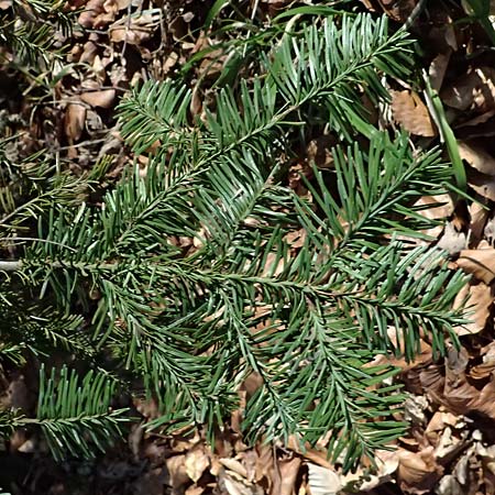 Abies procera \ Pazifische Edel-Tanne, Silber-Tanne / Noble Fir, D Ennepetal 11.4.2025