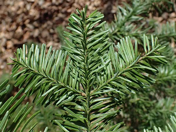 Abies procera \ Pazifische Edel-Tanne, Silber-Tanne / Noble Fir, D Ennepetal 11.4.2025
