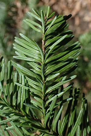 Abies procera \ Pazifische Edel-Tanne, Silber-Tanne / Noble Fir, D Ennepetal 11.4.2025