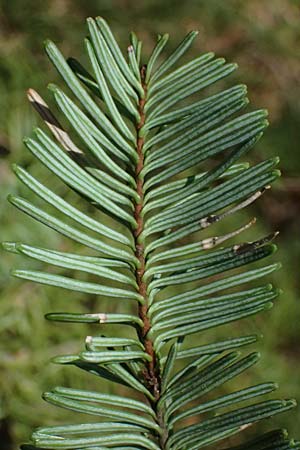Abies procera \ Pazifische Edel-Tanne, Silber-Tanne / Noble Fir, D Ennepetal 11.4.2025