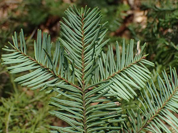 Abies procera \ Pazifische Edel-Tanne, Silber-Tanne / Noble Fir, D Ennepetal 11.4.2025