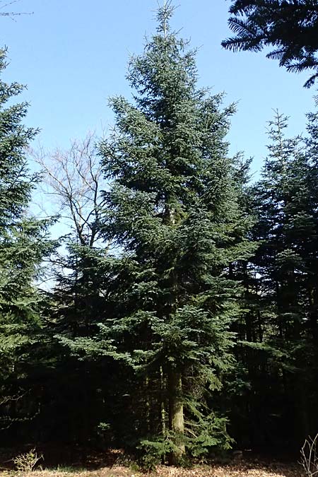 Abies procera \ Pazifische Edel-Tanne, Silber-Tanne / Noble Fir, D Ennepetal 11.4.2025