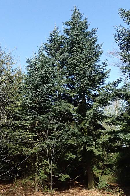 Abies procera \ Pazifische Edel-Tanne, Silber-Tanne / Noble Fir, D Ennepetal 11.4.2025