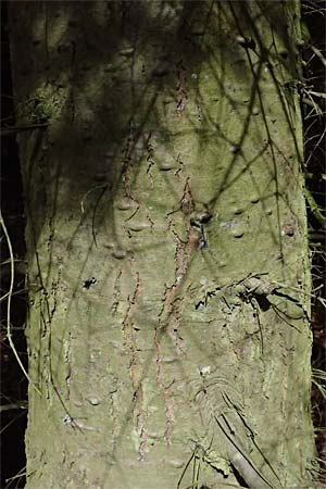 Abies procera \ Pazifische Edel-Tanne, Silber-Tanne / Noble Fir, D Ennepetal 11.4.2025