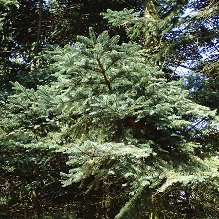 Abies procera \ Pazifische Edel-Tanne, Silber-Tanne / Noble Fir, D Ennepetal 11.4.2025