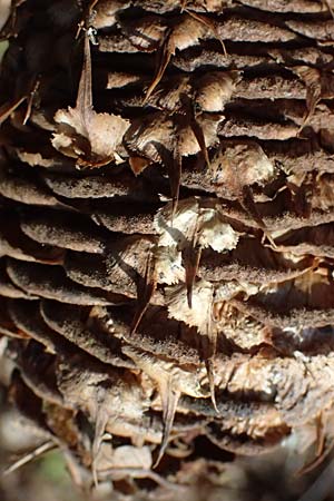 Abies procera \ Pazifische Edel-Tanne, Silber-Tanne / Noble Fir, D Ennepetal 11.4.2025