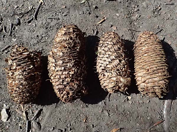 Abies procera \ Pazifische Edel-Tanne, Silber-Tanne / Noble Fir, D Ennepetal 11.4.2025