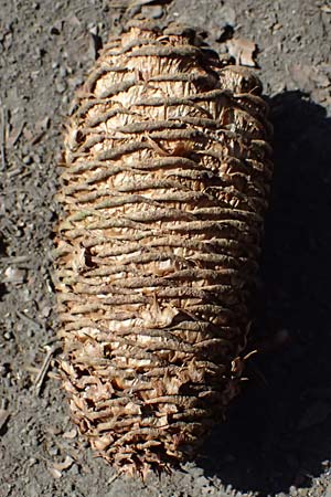 Abies procera \ Pazifische Edel-Tanne, Silber-Tanne / Noble Fir, D Ennepetal 11.4.2025
