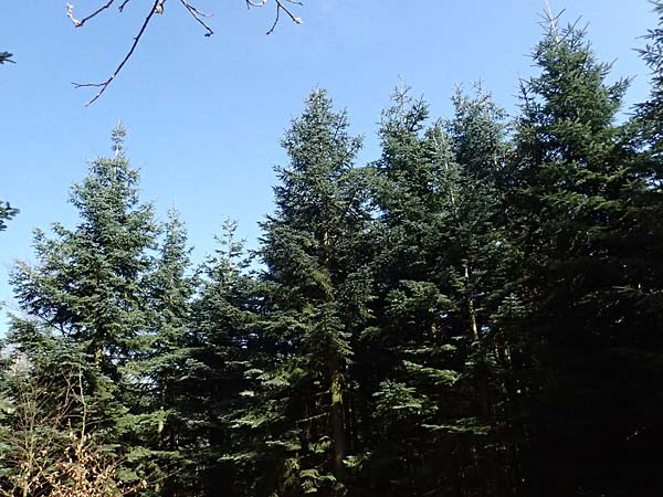 Abies procera \ Pazifische Edel-Tanne, Silber-Tanne / Noble Fir, D Ennepetal 11.4.2025