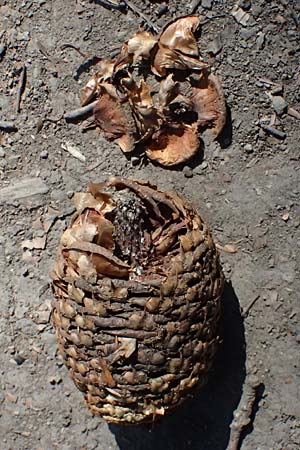 Abies procera \ Pazifische Edel-Tanne, Silber-Tanne / Noble Fir, D Ennepetal 11.4.2025