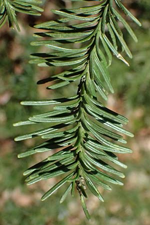 Abies procera \ Pazifische Edel-Tanne, Silber-Tanne / Noble Fir, D Ennepetal 11.4.2025