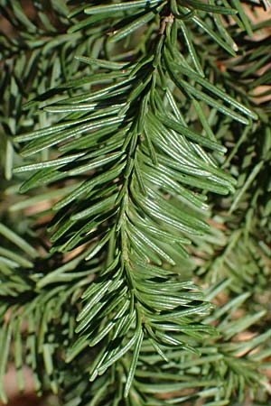 Abies procera \ Pazifische Edel-Tanne, Silber-Tanne / Noble Fir, D Ennepetal 11.4.2025