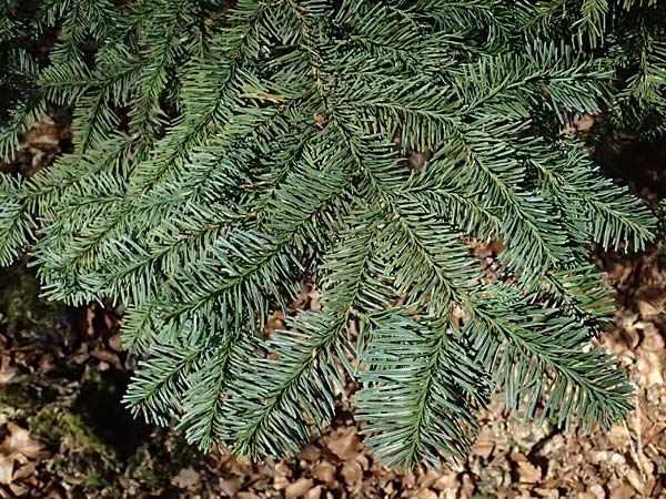 Abies procera \ Pazifische Edel-Tanne, Silber-Tanne / Noble Fir, D Ennepetal 11.4.2025