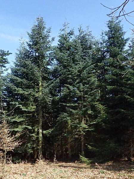 Abies procera \ Pazifische Edel-Tanne, Silber-Tanne / Noble Fir, D Ennepetal 11.4.2025
