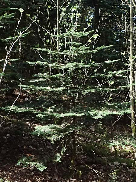 Abies procera \ Pazifische Edel-Tanne, Silber-Tanne / Noble Fir, D Ennepetal 11.4.2025