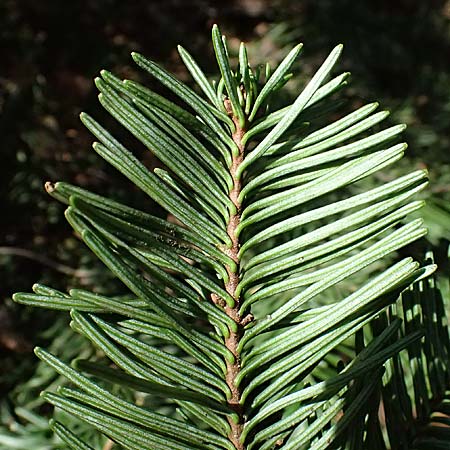 Abies procera \ Pazifische Edel-Tanne, Silber-Tanne / Noble Fir, D Ennepetal 11.4.2025