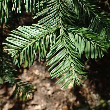 Abies procera \ Pazifische Edel-Tanne, Silber-Tanne / Noble Fir, D Ennepetal 11.4.2025