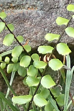 Asplenium trichomanes subsp. quadrivalens \ Tetraploider Brauner Streifenfarn, Gew&ouml;hnlicher Brauner Streifenfarn / Tetraploid Spleenwort, D Ettlingen 26.6.2016