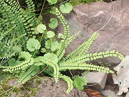 Asplenium trichomanes subsp. quadrivalens \ Tetraploider Brauner Streifenfarn, Gew&ouml;hnlicher Brauner Streifenfarn / Tetraploid Spleenwort, D Ettlingen 26.6.2016