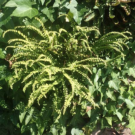 Asplenium trichomanes subsp. quadrivalens \ Tetraploider Brauner Streifenfarn, Gew&ouml;hnlicher Brauner Streifenfarn / Tetraploid Spleenwort, D Ettlingen 10.7.2016