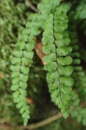 Asplenium trichomanes subsp. quadrivalens \ Tetraploider Brauner Streifenfarn, Gew&ouml;hnlicher Brauner Streifenfarn / Tetraploid Spleenwort, D Klingenberg am Main 17.9.2016