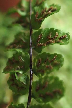 Asplenium trichomanes subsp. quadrivalens \ Tetraploider Brauner Streifenfarn, Gew&ouml;hnlicher Brauner Streifenfarn / Tetraploid Spleenwort, D Klingenberg am Main 17.9.2016