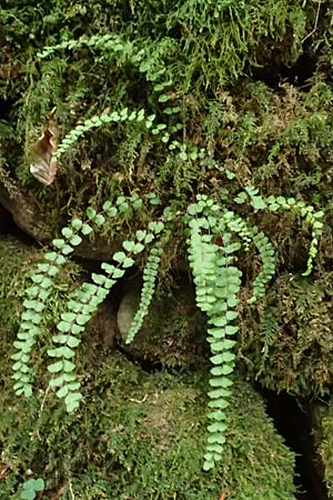 Asplenium trichomanes subsp. quadrivalens \ Tetraploider Brauner Streifenfarn, Gew&ouml;hnlicher Brauner Streifenfarn / Tetraploid Spleenwort, D Klingenberg am Main 17.9.2016