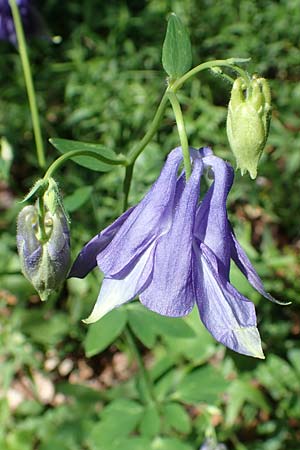 Aquilegia vulgaris \ Gemeine Akelei / Columbine, D Werbachhausen 20.5.2017