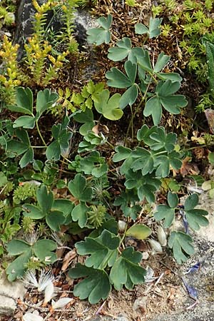 Aquilegia einseleana \ Einseles Akelei / Einsele's Columbine, D Botan. Gar.  Universit.  T&uuml;bingen 17.6.2017